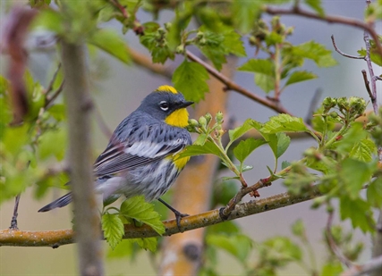 Birds of a feather photograph local species together | iNFOnews.ca