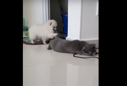 TRENDING NOW: This cat just does not care | iNFOnews.ca