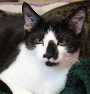 Looking for a forever home, Penticton SPCA Pets of the Week | iNFOnews.ca Looking for a forever home, Penticton SPCA Pets of the Week | iNFOnews.ca