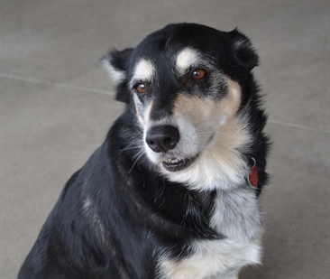 Looking for a forever home, Penticton SPCA Pets of the Week | iNFOnews.ca Looking for a forever home, Penticton SPCA Pets of the Week | iNFOnews.ca