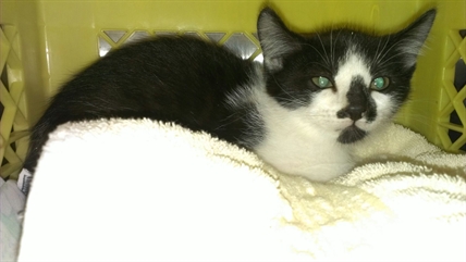 Looking for a forever home, Penticton SPCA Pets of the Week | iNFOnews.ca Looking for a forever home, Penticton SPCA Pets of the Week | iNFOnews.ca