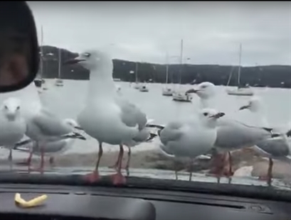 TRENDING NOW: Pranking seagulls | iNFOnews.ca