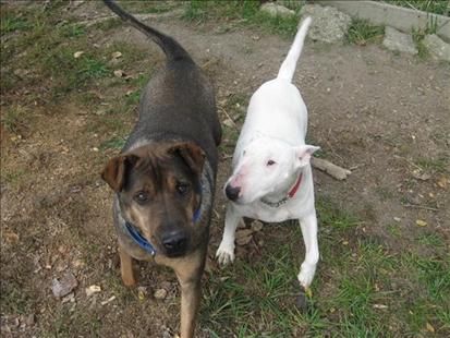 Looking for a forever home, Vernon SPCA pets of the week | iNFOnews.ca Looking for a forever home, Vernon SPCA pets of the week | iNFOnews.ca