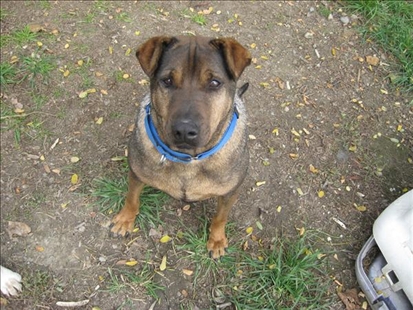 Looking for a forever home, Vernon SPCA pets of the week | iNFOnews.ca Looking for a forever home, Vernon SPCA pets of the week | iNFOnews.ca