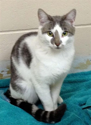 Looking for a forever home, Vernon SPCA pets of the week | iNFOnews.ca Looking for a forever home, Vernon SPCA pets of the week | iNFOnews.ca