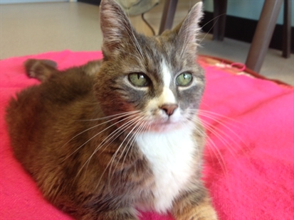 Looking for a forever home, Kamloops SPCA pet of the week | iNFOnews.ca Looking for a forever home, Kamloops SPCA pet of the week | iNFOnews.ca