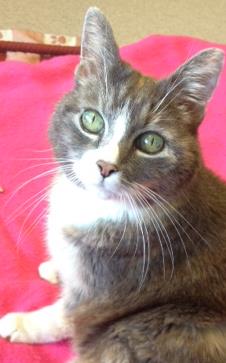 Looking for a forever home, Kamloops SPCA pet of the week | iNFOnews.ca Looking for a forever home, Kamloops SPCA pet of the week | iNFOnews.ca