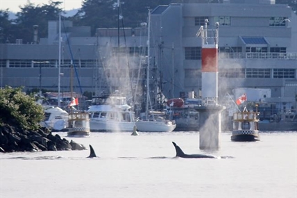Timely tide attracts another pod of transient orcas to Victoria harbour | iNFOnews.ca