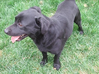 Looking for a forever home, Kelowna SPCA pet of the week | iNFOnews.ca Looking for a forever home, Kelowna SPCA pet of the week | iNFOnews.ca