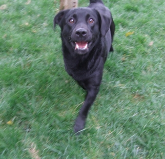 Looking for a forever home, Kelowna SPCA pet of the week | iNFOnews.ca Looking for a forever home, Kelowna SPCA pet of the week | iNFOnews.ca