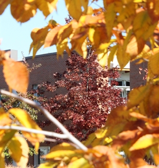 PHOTOS: Fall fashion collides with evergreens at college campus | iNFOnews.ca
