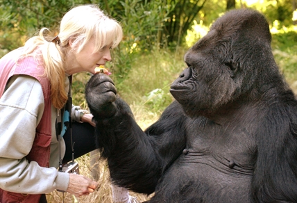VIDEO: Koko the gorilla, who learned sign language, dies at 46 | iNFOnews.ca