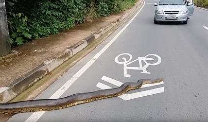 TRENDING NOW: Why did the anaconda cross the road? | iNFOnews.ca