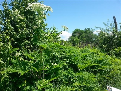 Canadians warned to look out for invasive giant hogweed that burns, blinds | iNFOnews.ca Canadians warned to look out for invasive giant hogweed that burns, blinds | iNFOnews.ca