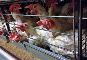 Group alleges animal cruelty at two Alberta chicken farms | iNFOnews.ca