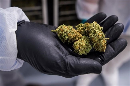 Past pot conviction won't automatically prevent involvement in cannabis industry | iNFOnews.ca
