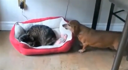 The never ending battle: Dogs vs. Cats | iNFOnews.ca The never ending battle: Dogs vs. Cats | iNFOnews.ca