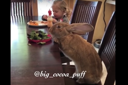 TRENDING NOW: Breakfast with bunny | iNFOnews.ca