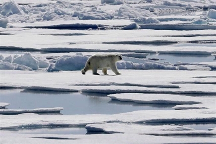 Increased northern shipping potential danger for Arctic animals: study | iNFOnews.ca