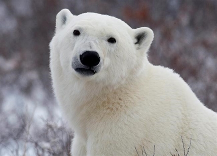 'Very big shock:' Nunavut man killed by polar bear while protecting his children | iNFOnews.ca