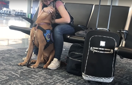 TRENDING NOW: Service dog calms panic attack | iNFOnews.ca