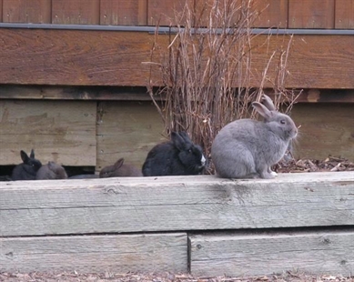 Cull hasn't been able to solve bunny burden in Alberta mountain town of Canmore | iNFOnews.ca Cull hasn't been able to solve bunny burden in Alberta mountain town of Canmore | iNFOnews.ca