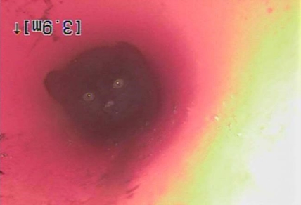 Kitten OK after being rescued from underground pipe in Kamloops | iNFOnews.ca