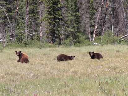 Banff's bathroom bears returned to the park after 15 months of rehab | iNFOnews.ca