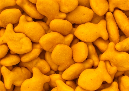 Four types of Goldfish Crackers recalled, salmonella fears | iNFOnews.ca Four types of Goldfish Crackers recalled, salmonella fears | iNFOnews.ca