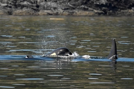 Cdn, U.S. scientists consider novel plan to save endangered orca on death's door | iNFOnews.ca