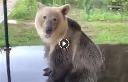 TRENDING NOW: Bear beats the heat | iNFOnews.ca TRENDING NOW: Bear beats the heat | iNFOnews.ca