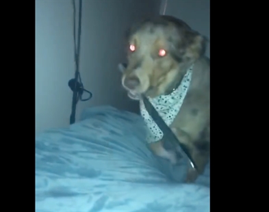 TRENDING NOW: This dog is armed to the teeth | iNFOnews.ca