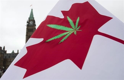 Many Canadians are driving high, according to new StatCan cannabis data | iNFOnews.ca Many Canadians are driving high, according to new StatCan cannabis data | iNFOnews.ca
