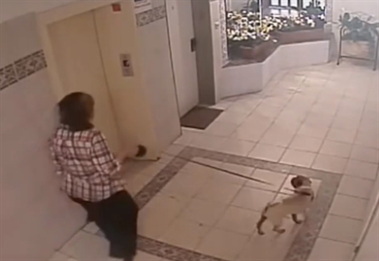 Dog on leash on wrong side of elevator door | iNFOnews.ca Dog on leash on wrong side of elevator door | iNFOnews.ca