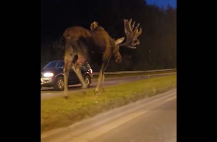 TRENDING NOW: Moose out for a stroll on the boulevard | iNFOnews.ca