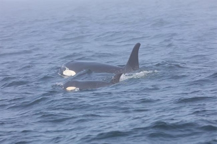 Antibiotic delivered to wild killer whale in international rescue operation | iNFOnews.ca Antibiotic delivered to wild killer whale in international rescue operation | iNFOnews.ca