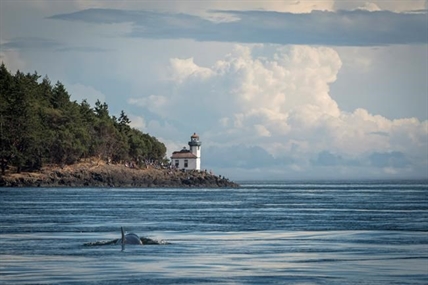 Young West Coast orca in a tough slog to keep up with her pod: experts | iNFOnews.ca