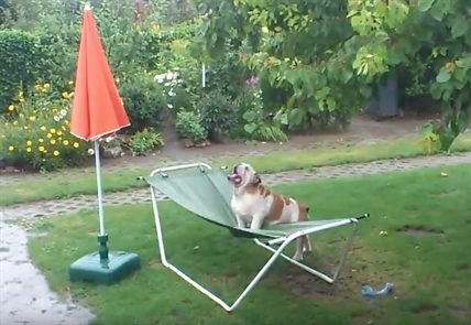 TRENDING NOW: Happiest bulldog in the world | iNFOnews.ca