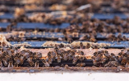 Pesticides linked to bee deaths will be phased out in Canada, sources say | iNFOnews.ca Pesticides linked to bee deaths will be phased out in Canada, sources say | iNFOnews.ca