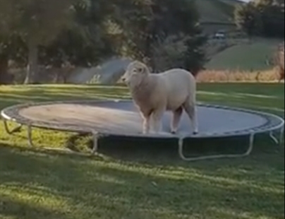 TRENDING NOW: This sheep just loves to bounce | iNFOnews.ca