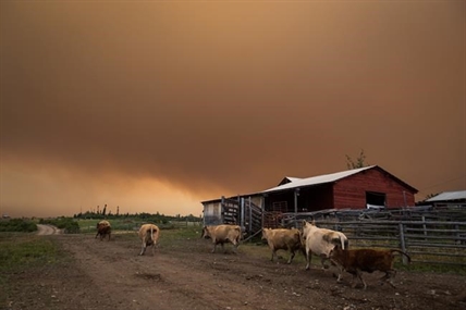 Children, elderly at risk as smoke from distant fires hangs over parts of B.C. | iNFOnews.ca Children, elderly at risk as smoke from distant fires hangs over parts of B.C. | iNFOnews.ca