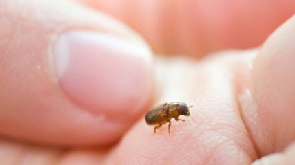 Workers cried and hugged after hearing B.C. sawmill closing permanently | iNFOnews.ca Workers cried and hugged after hearing B.C. sawmill closing permanently | iNFOnews.ca