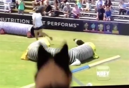 TRENDING NOW: Adorable border collie her own biggest fan | iNFOnews.ca