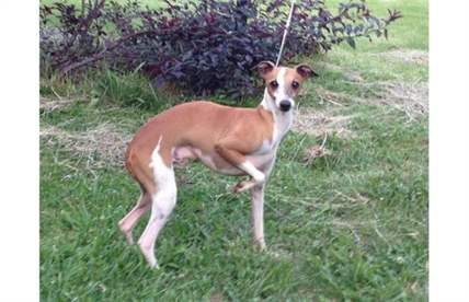 B.C.-bound dog lost at U.S. airport before Air Canada flight confirmed dead | iNFOnews.ca B.C.-bound dog lost at U.S. airport before Air Canada flight confirmed dead | iNFOnews.ca