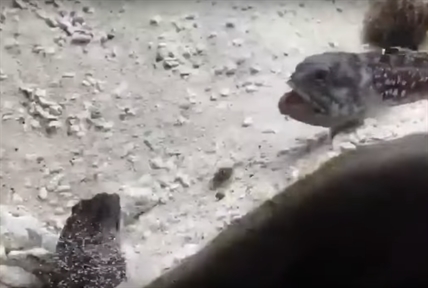 TRENDING NOW: Fish having petty argument | iNFOnews.ca