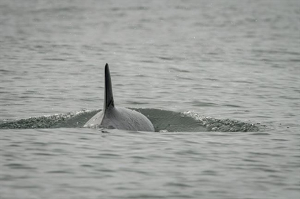 Scientists express concern for ailing killer whale off West Coast | iNFOnews.ca