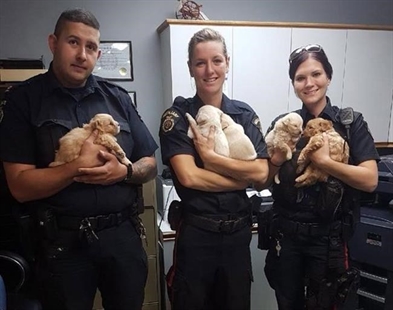 Dogged determination: Police in southern Manitoba save puppies trapped in tunnel | iNFOnews.ca Dogged determination: Police in southern Manitoba save puppies trapped in tunnel | iNFOnews.ca