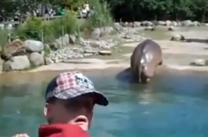 Hippo surprise at the zoo | iNFOnews.ca Hippo surprise at the zoo | iNFOnews.ca