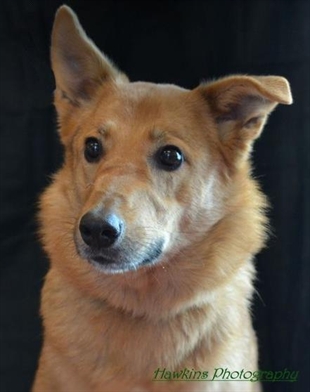 Looking for forever homes, Penticton SPCA Pets of the Week | iNFOnews.ca