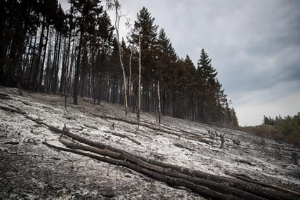 More land burned but fewer affected than last year: B.C. Wildfire Service | iNFOnews.ca